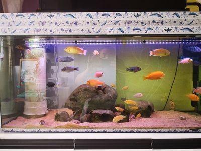 魚缸買哪種好（魚缸買哪種好，）