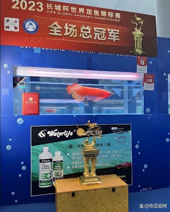 冠軍龍魚是什么魚