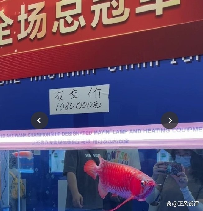 冠軍龍魚是什么魚