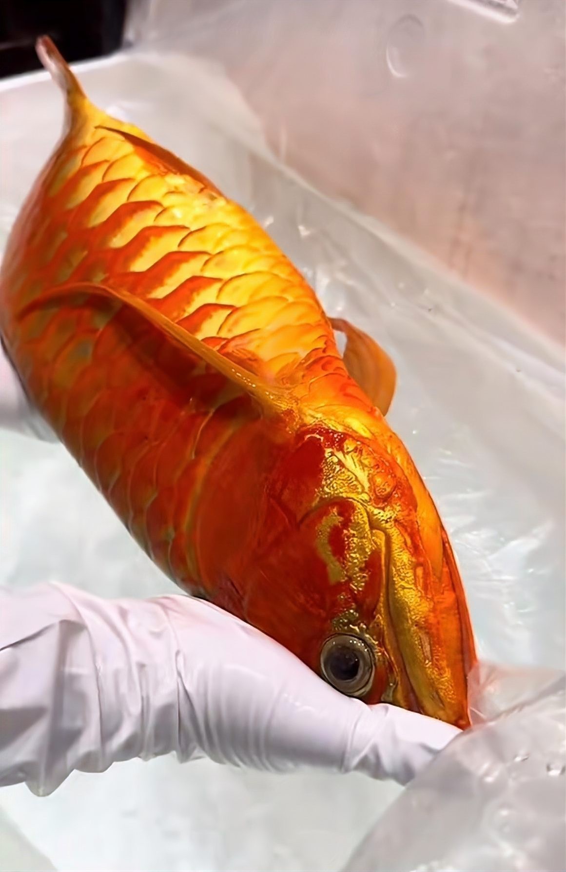 冠軍龍魚是什么魚