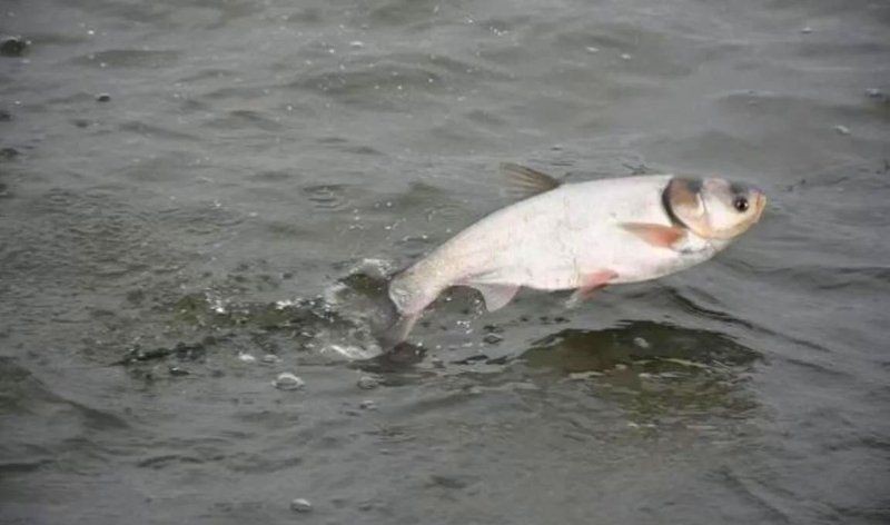 花白鰱水溫多少度不進食