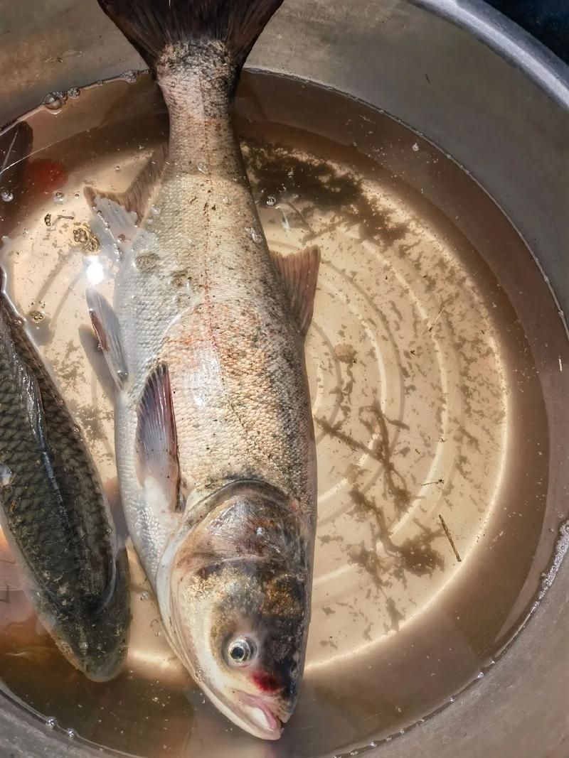 花白鰱水溫多少度不進食