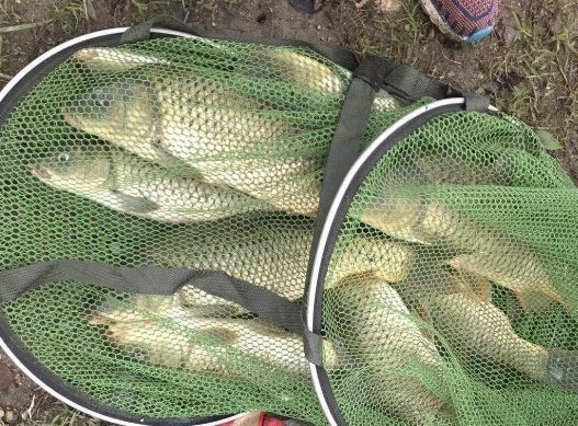 花白鰱水溫多少度不進食