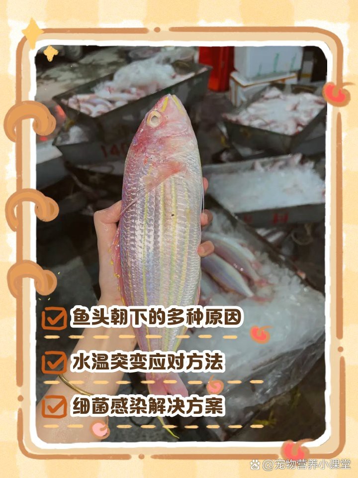 龍魚頭朝下還能活嗎