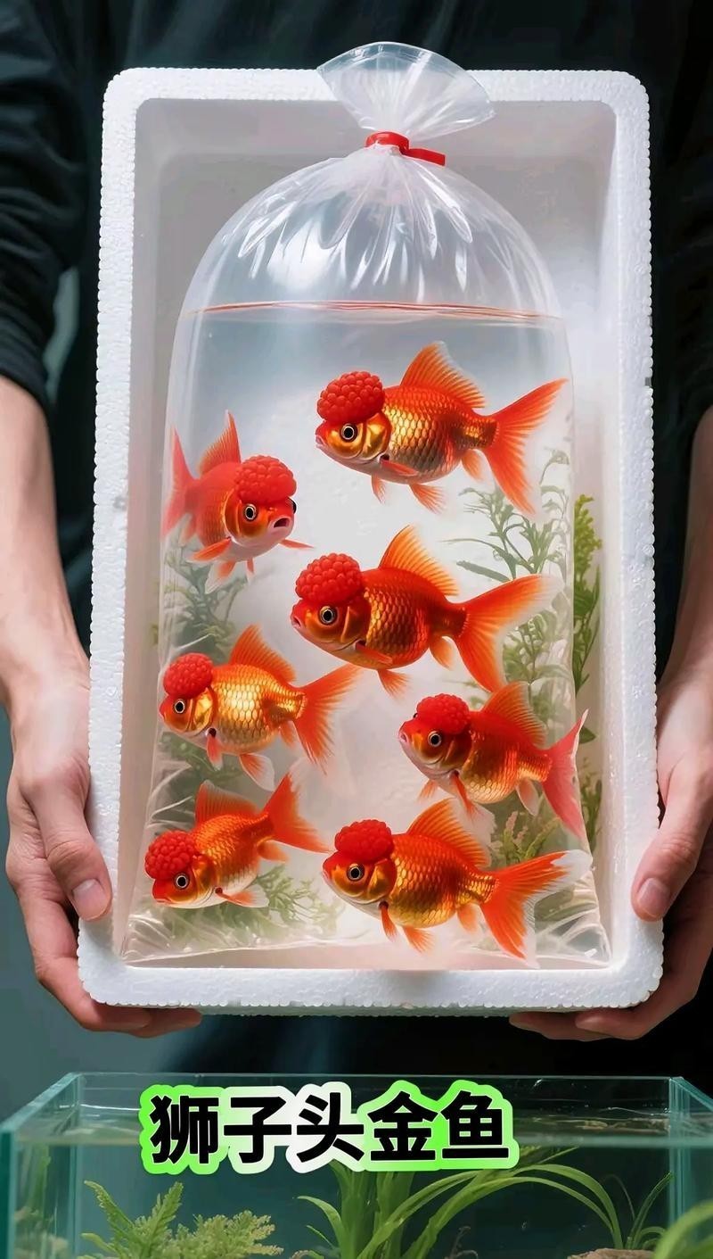 2025金魚比賽有哪些獲獎品種？