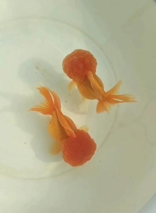 2025金魚比賽有哪些獲獎品種？
