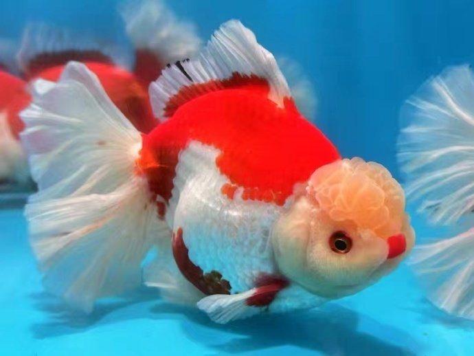 2025金魚比賽有哪些獲獎品種？