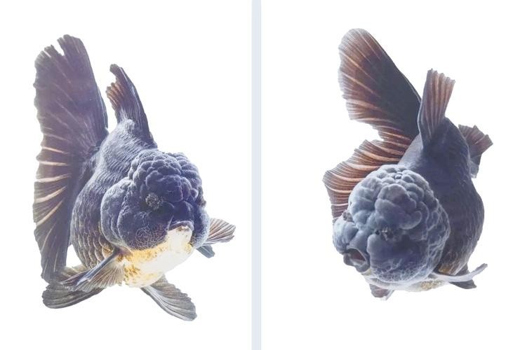 2025金魚比賽有哪些獲獎品種？