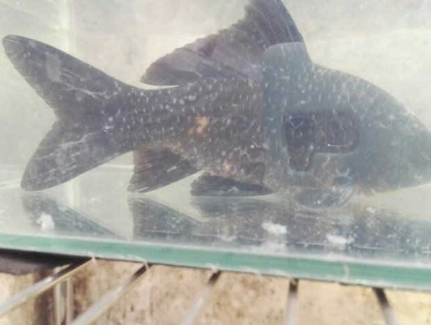 魚缸里長絮狀物（關于魚缸里長絮狀物的一些詳細信息） 魚缸里長絮狀物（關于魚缸里長絮狀物的一些詳細信息） 魚缸百科 第1張