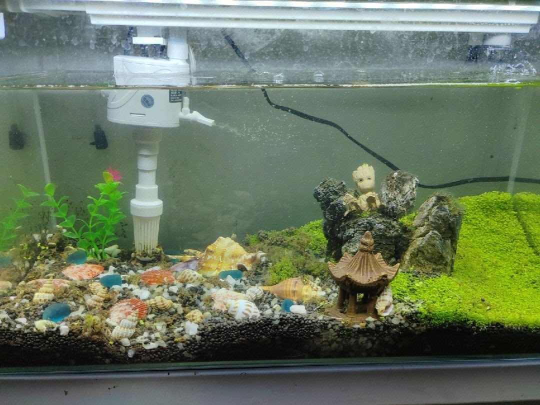 魚缸里長絮狀物（關于魚缸里長絮狀物的一些詳細信息） 魚缸里長絮狀物（關于魚缸里長絮狀物的一些詳細信息） 魚缸百科 第4張