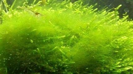 魚缸里長絮狀物（關于魚缸里長絮狀物的一些詳細信息） 魚缸里長絮狀物（關于魚缸里長絮狀物的一些詳細信息） 魚缸百科 第5張