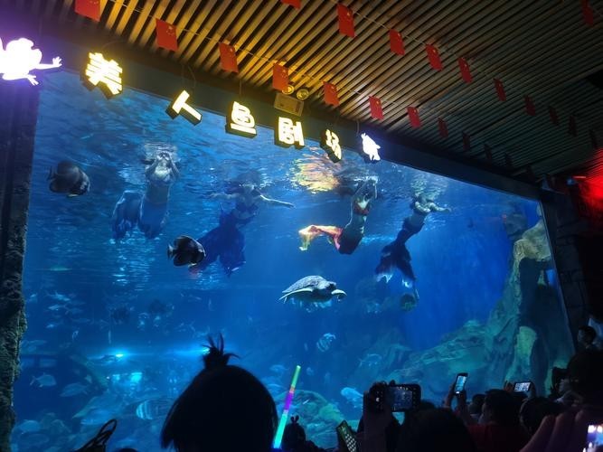 寧波海洋世界有哪些特色表演？