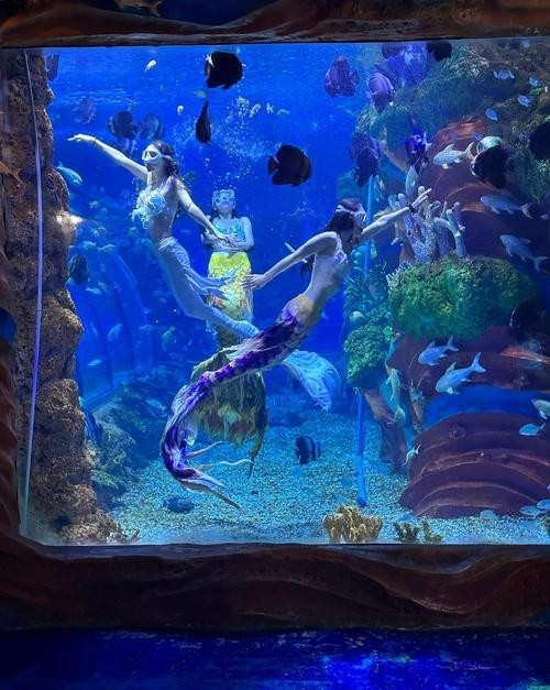 寧波海洋世界有哪些特色表演？