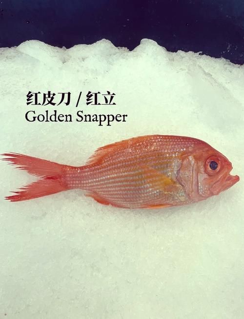 紅立魚圖片 紅立魚圖片 龍魚論壇 第1張