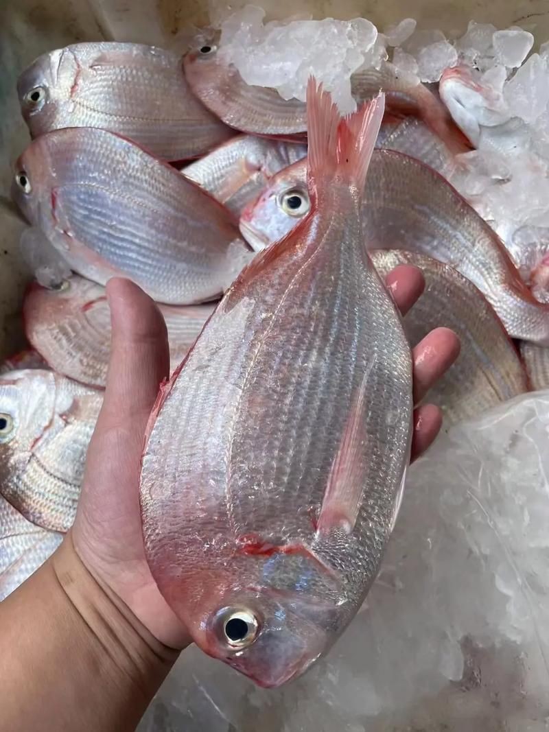 紅立魚圖片 紅立魚圖片 龍魚論壇 第3張