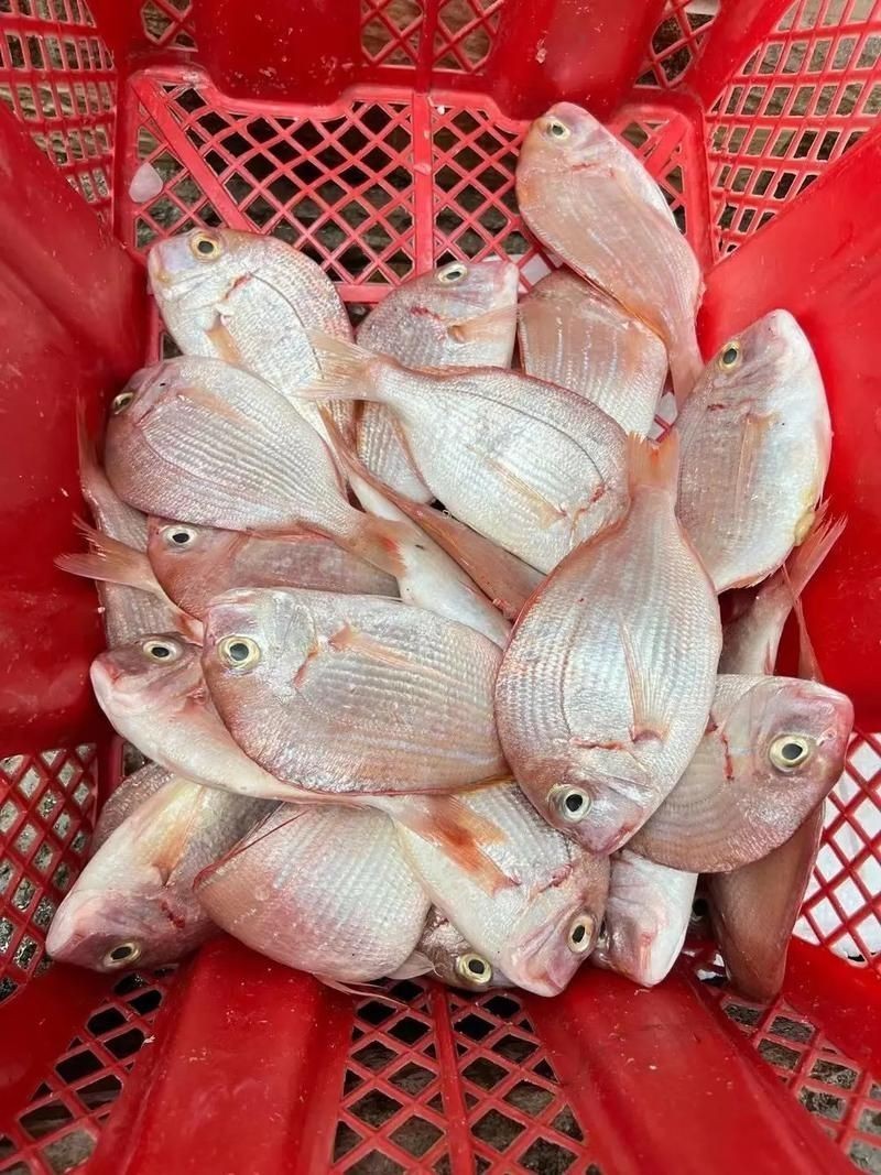 紅立魚圖片 紅立魚圖片 龍魚論壇 第2張