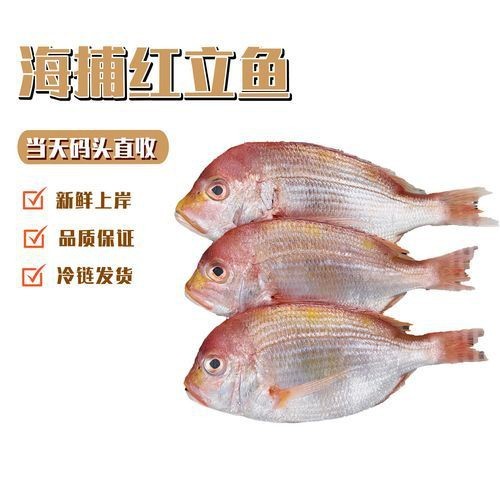 紅立魚圖片 紅立魚圖片 龍魚論壇 第7張