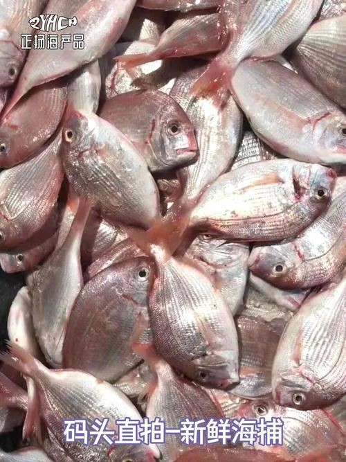 紅立魚圖片 紅立魚圖片 龍魚論壇 第6張