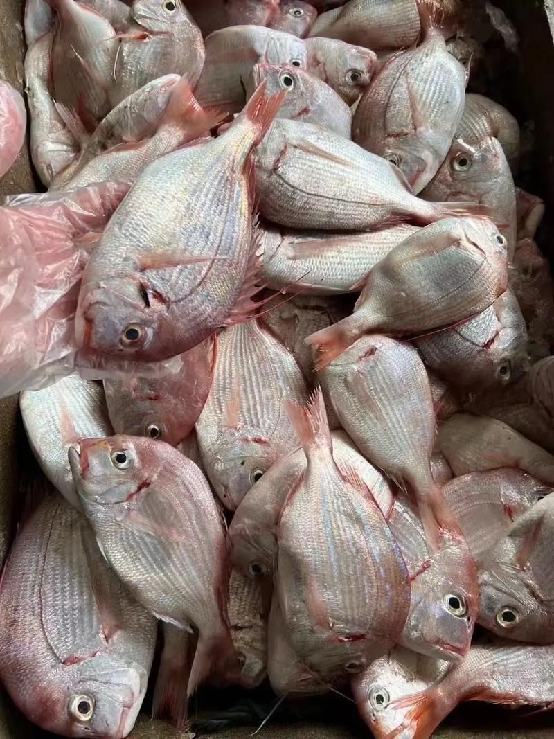 紅立魚圖片 紅立魚圖片 龍魚論壇 第8張