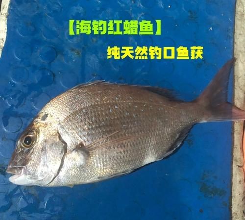 紅立魚圖片 紅立魚圖片 龍魚論壇 第10張