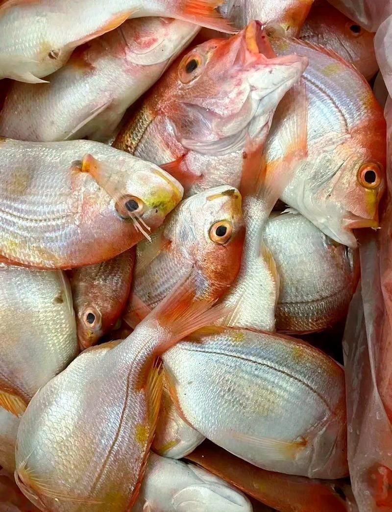 紅立魚圖片 紅立魚圖片 龍魚論壇 第11張