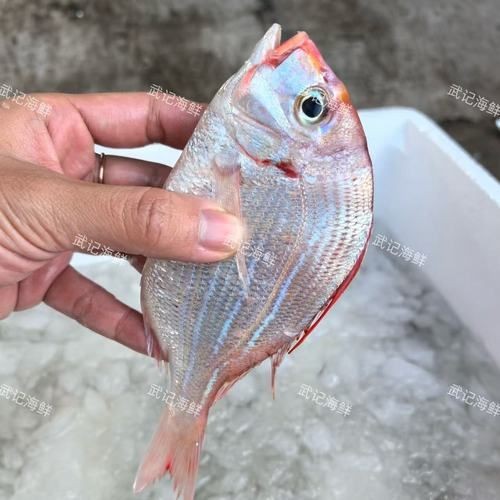 紅立魚圖片 紅立魚圖片 龍魚論壇 第15張