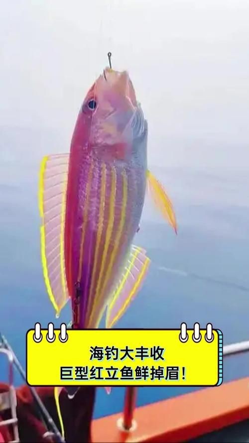 紅立魚圖片 紅立魚圖片 龍魚論壇 第18張