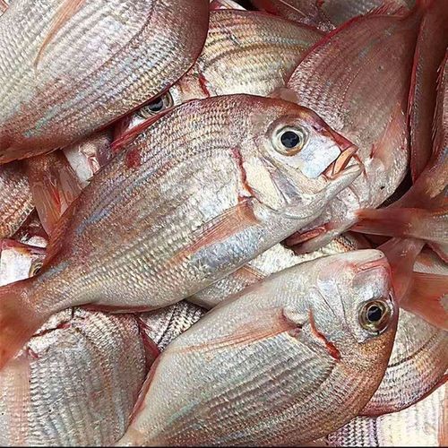 紅立魚圖片 紅立魚圖片 龍魚論壇 第17張