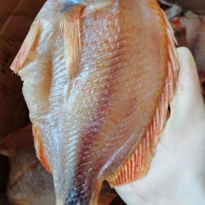 紅立魚圖片 紅立魚圖片 龍魚論壇 第16張
