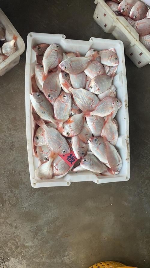 紅立魚圖片 紅立魚圖片 龍魚論壇 第19張