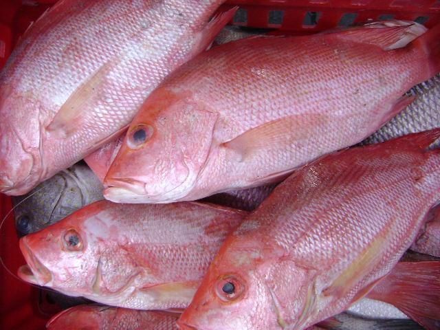 紅立魚圖片 紅立魚圖片 龍魚論壇 第20張