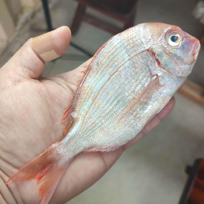紅立魚圖片 紅立魚圖片 龍魚論壇 第23張
