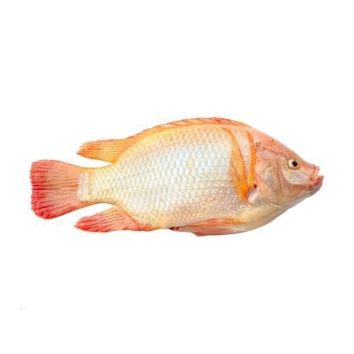 紅立魚圖片 紅立魚圖片 龍魚論壇 第21張