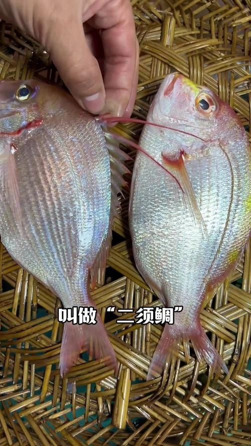 紅立魚圖片 紅立魚圖片 龍魚論壇 第25張