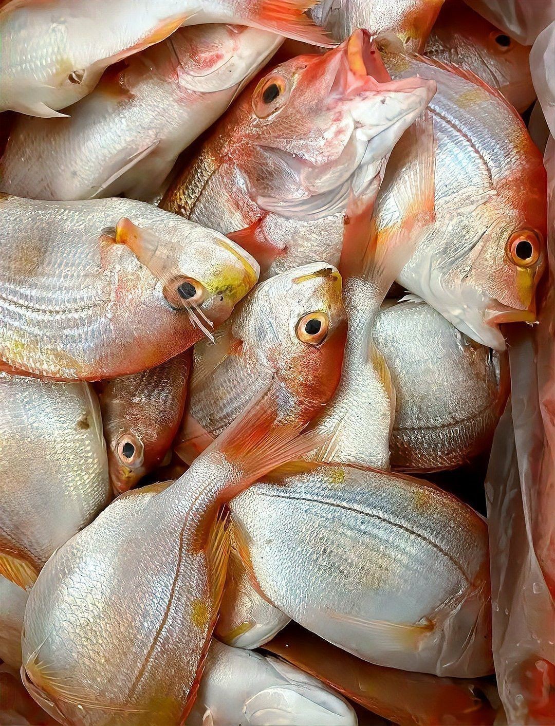 紅立魚圖片 紅立魚圖片 龍魚論壇 第26張