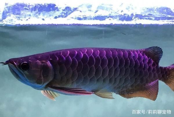 棗強縣大兵漁具水族店（棗強縣大兵漁具水族店電話）