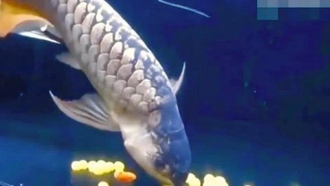 龍魚吃豬肉的可行性分析（龍魚可以吃豬肉嗎？）