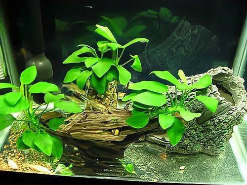 普通魚缸可以養水草嗎