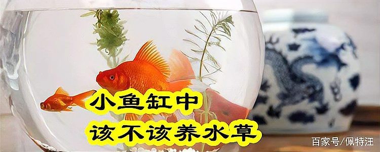 普通魚缸可以養水草嗎