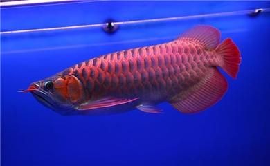 迷你龍魚(yú)品種（迷你龍魚(yú)品種價(jià)格迷你龍魚(yú)品種及養(yǎng)殖方法）