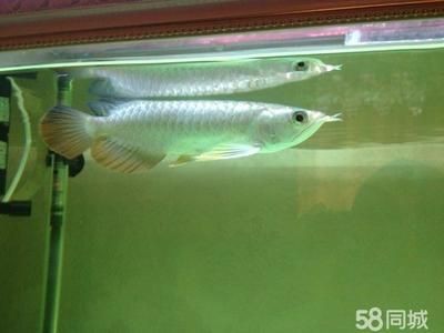 過背金龍魚能活幾年啊怎么養活，**過背金龍魚的壽命受多種因素影響