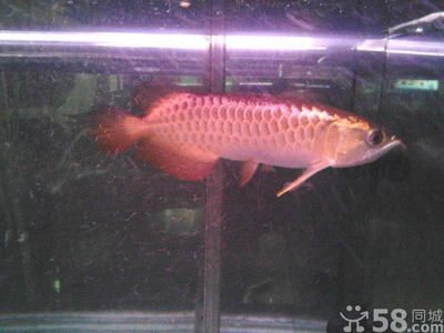 過背金龍魚能活幾年啊怎么養活，**過背金龍魚的壽命受多種因素影響