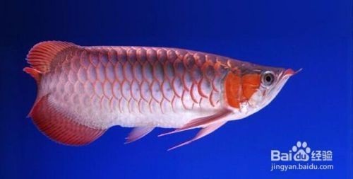 魚缸養(yǎng)幾條合適，小型魚缸養(yǎng)什么魚合適