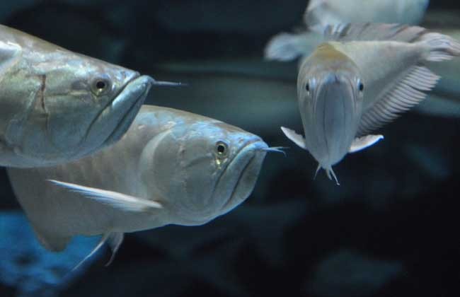 銀龍魚適合的溫度多少(銀龍魚適合的溫度多少度養)