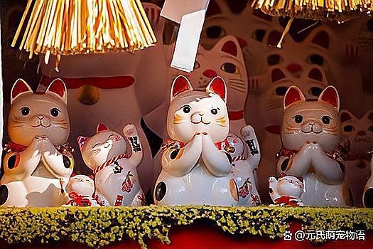 龍貓有哪些獨(dú)特的辟邪行為？