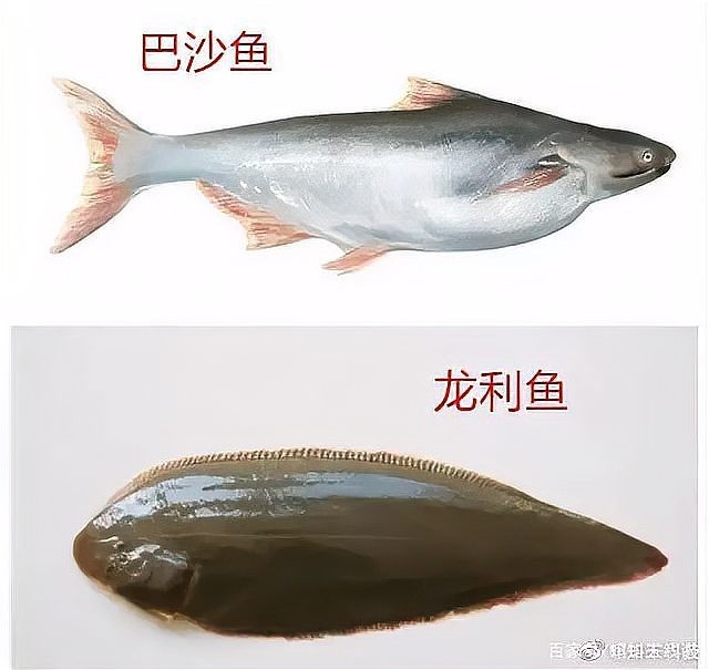 如何區分真假巴婁龍魚？