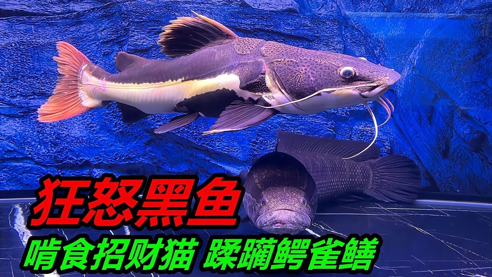 能詳細(xì)介紹下鱷雀鱔嗎？