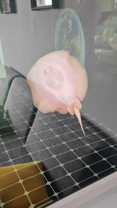 啦啦啦 啦啦啦 龍魚論壇 第1張