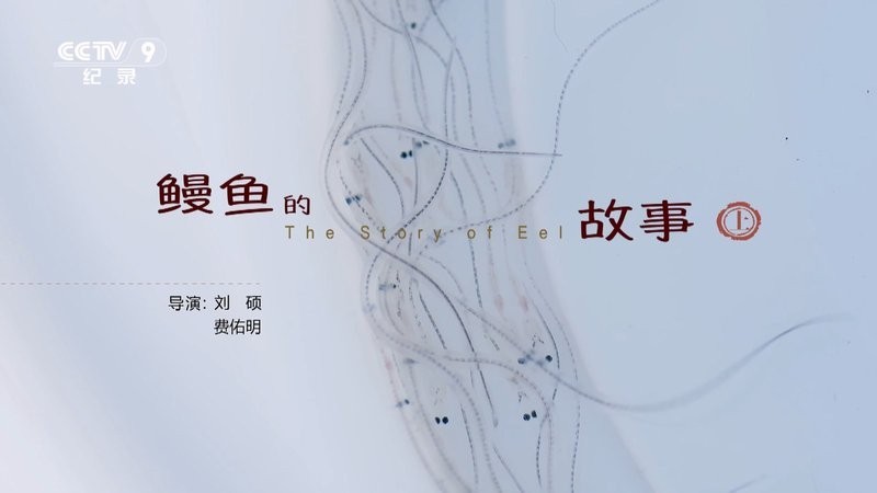 中國龍魚協(xié)會的主要職責有哪些？