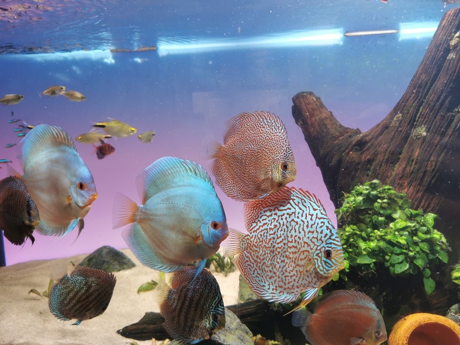 七彩神仙魚留檔 七彩神仙魚留檔 龍魚論壇 第1張